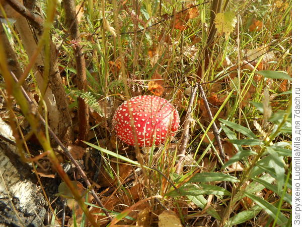 Кнопочка-мухомор