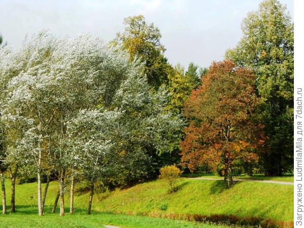 г.Павловск сентябрь