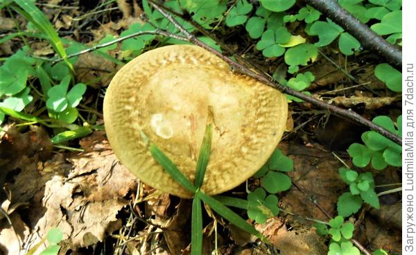 Юбка с бантиком)))