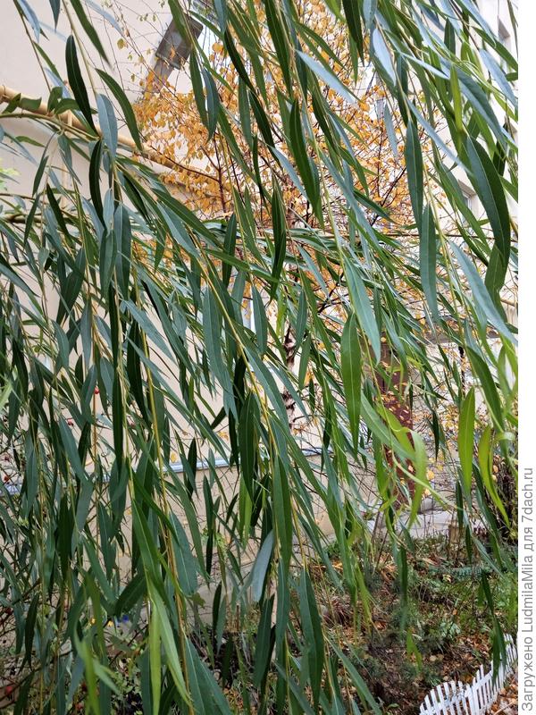 Удивительная плакучая ива в нашем регионе...на фоне желтой березки