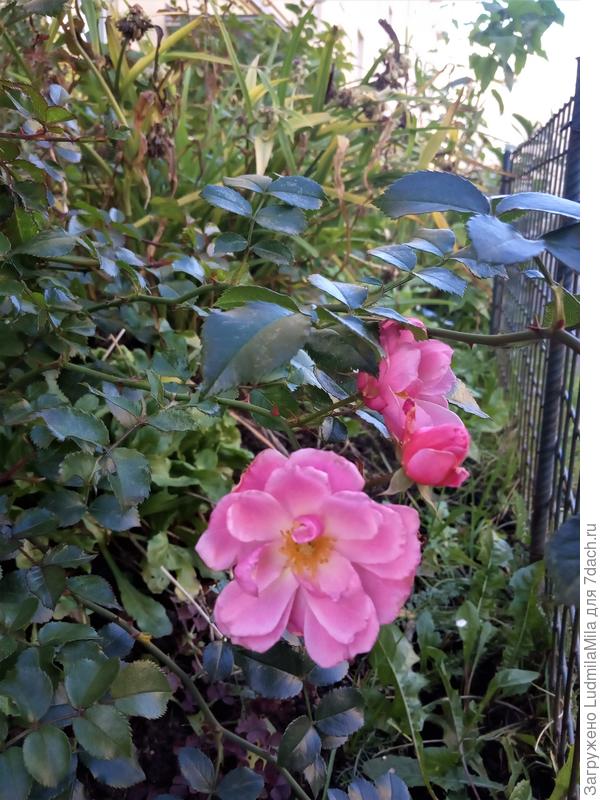 Даже цветут розы