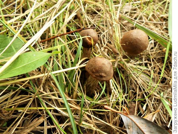 Молоденькие...