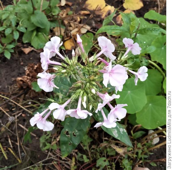 Флокс затерялся...