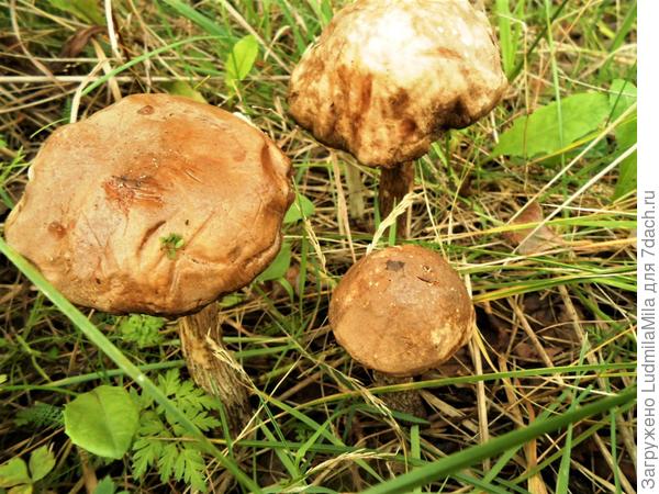 Старенькие...