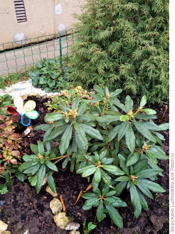 И вот такой зеленый островок