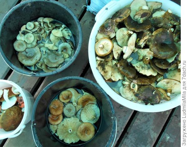 Грузди,"серенькие"...и волнушки