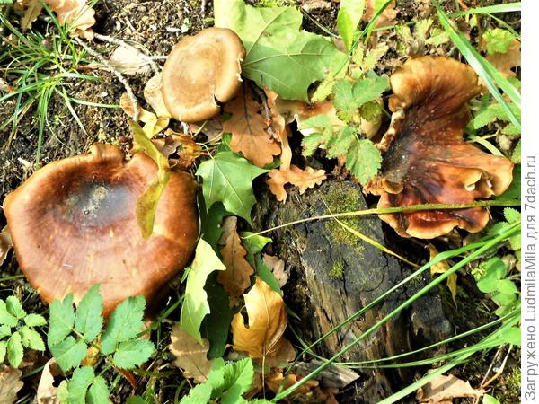 Что-то грибное непонятное)))