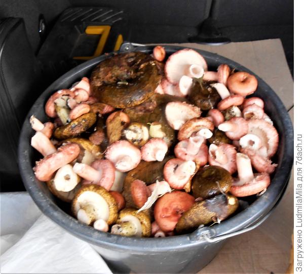 Самый большой "улов" и то треть ведра-остальное грузди(((