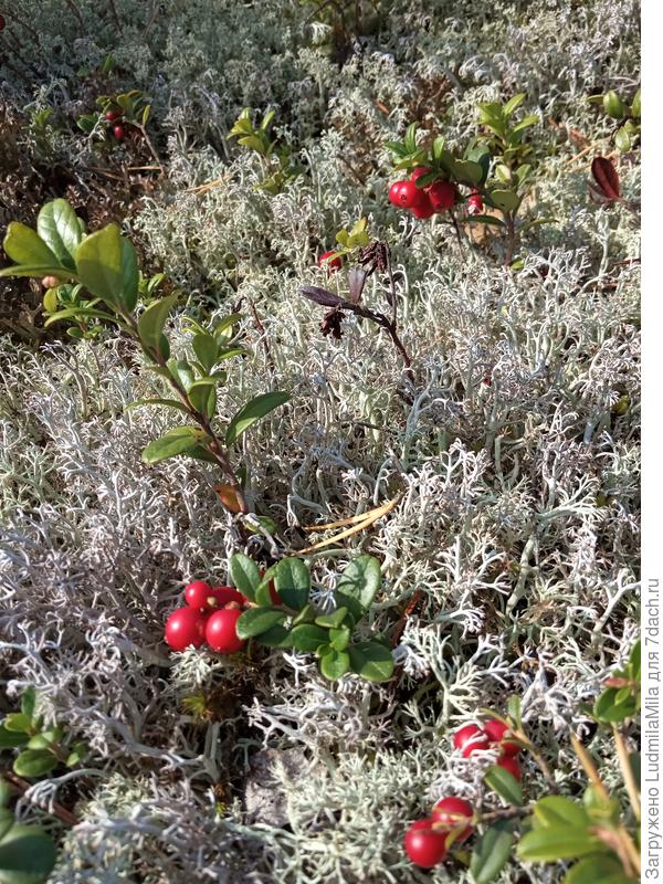 Брусника и ягель