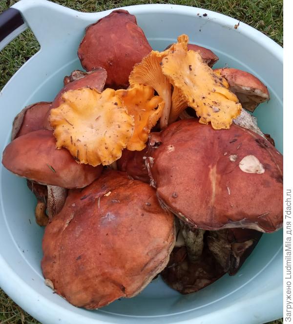 Только из лесу