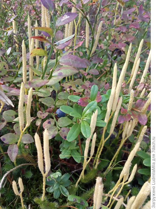 Просто понравилась картинка)))