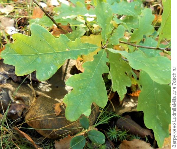 Найди груздь))))