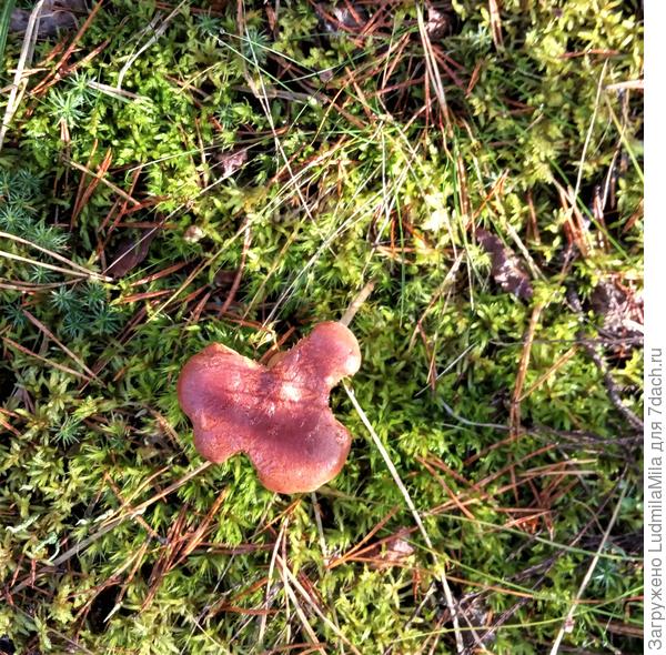 Пропеллер...то ли грызли,то ли такой вырос