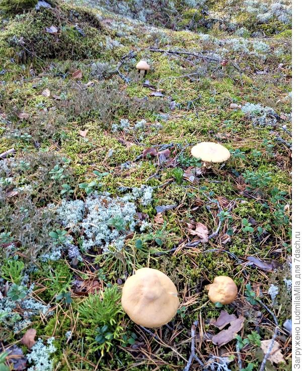 Колпачки в ягеле