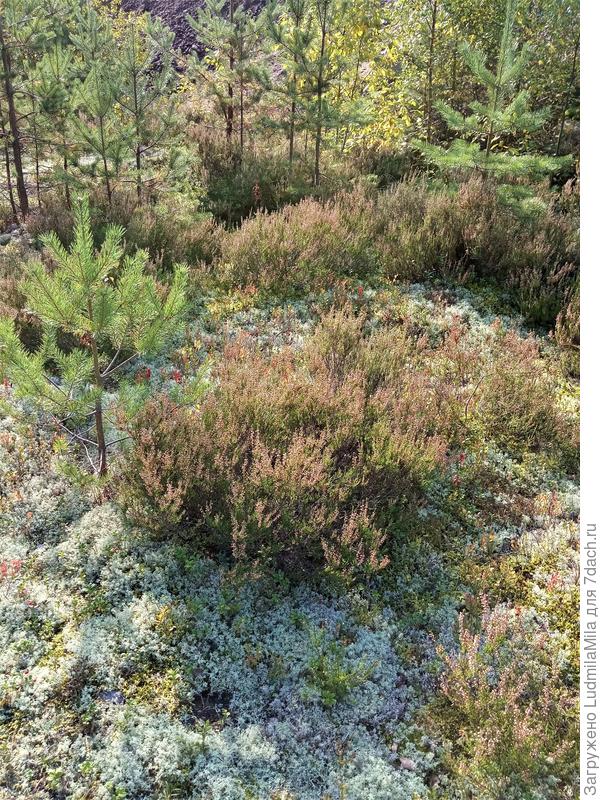 В серебристо-бордово-зеленых тонах