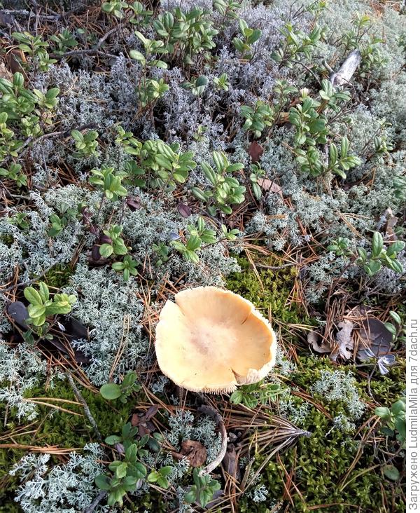 Что-то неопознаное