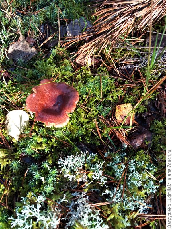 Все смешалось-грибы,хвоя,мох...осень