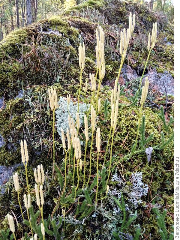 Может стрелки мха???Не знаю.