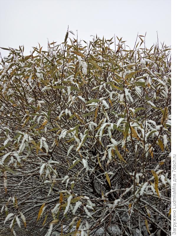 ...шаровидная ива