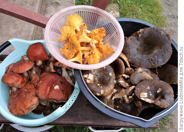 На жарку,засолку и будем сушить...