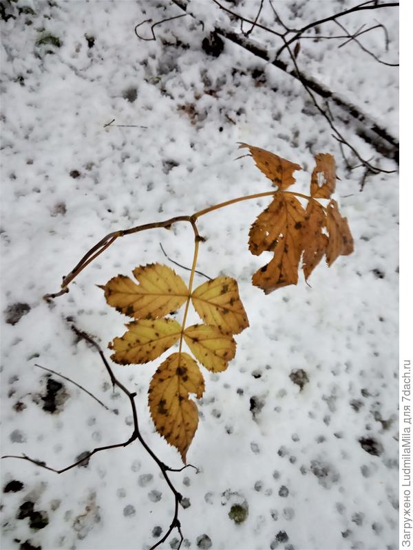 Последние листочки
