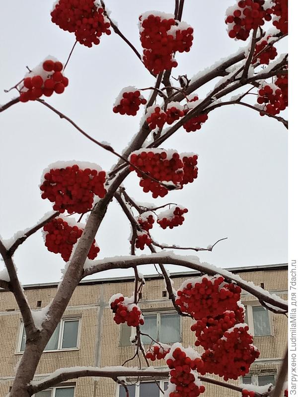 А это Питерские рябины