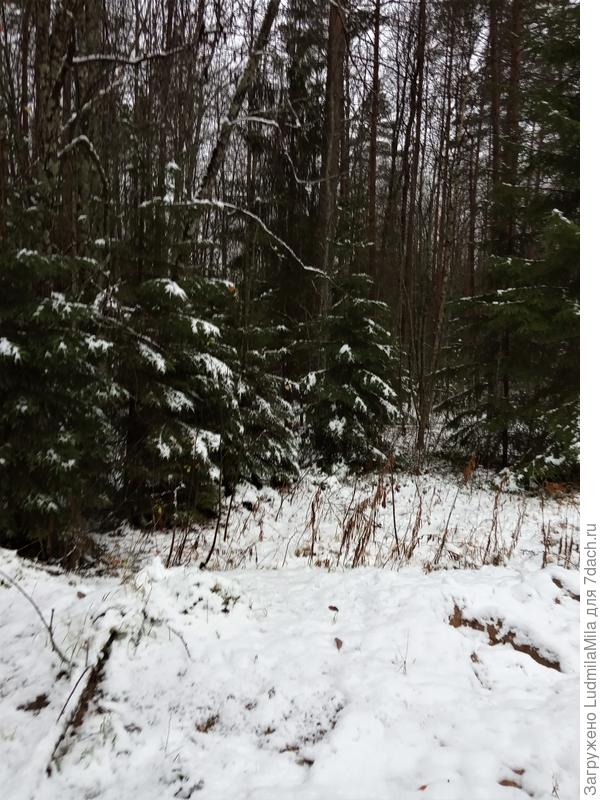 Область.Зимний ноябрьский лес