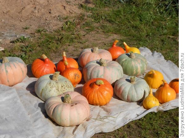 На солнышке....