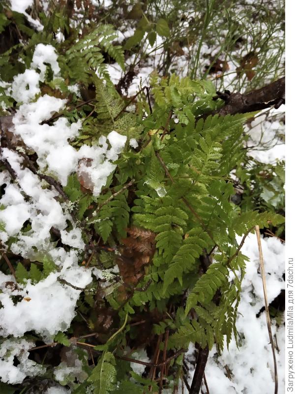 ...зеленый папоротник