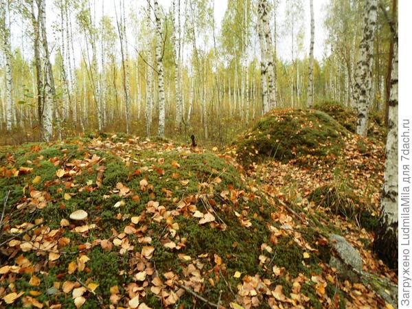 Курганы мха