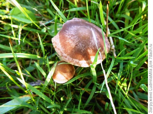 Кнопка...погрызли....