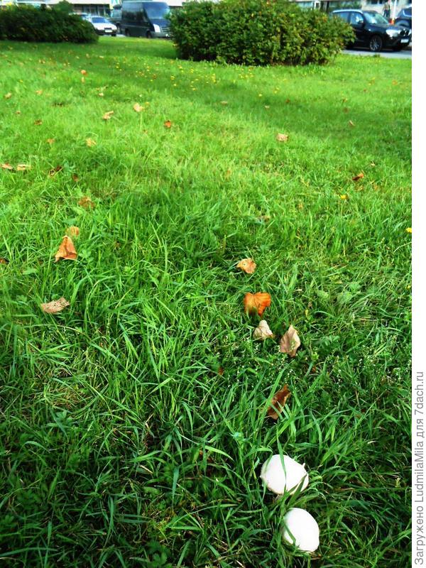 А это они..Шампиньоны на газоне