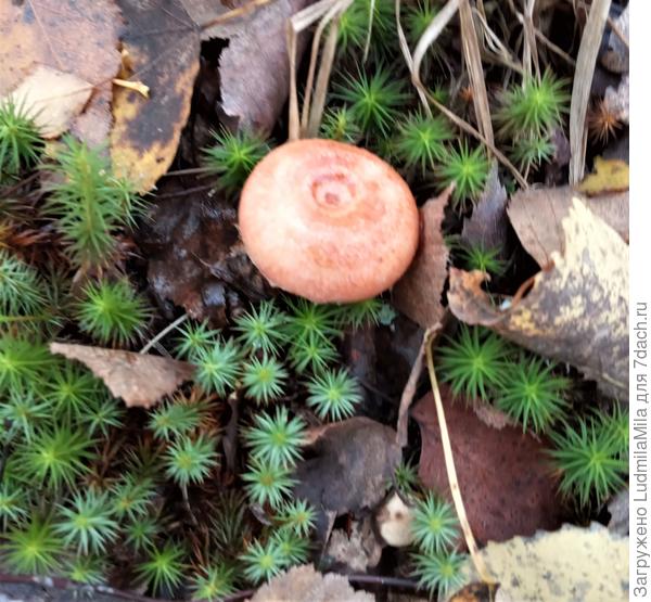 Маленькая волнушка