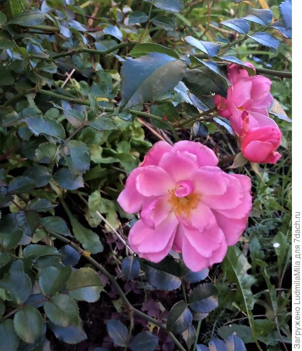 Яркого настроения в хмуром ноябре.