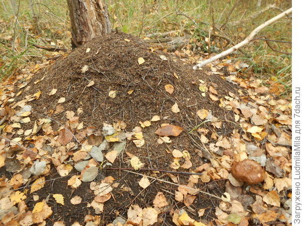 Муравейник и гриб