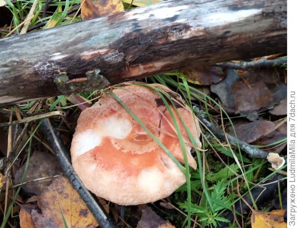 "Старенькая"