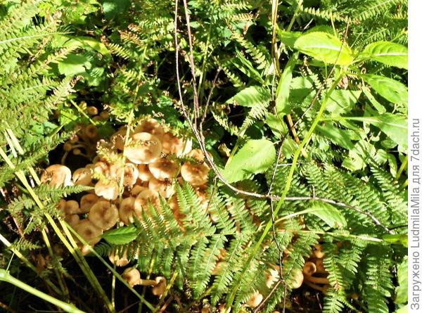 Опята в папоротнике