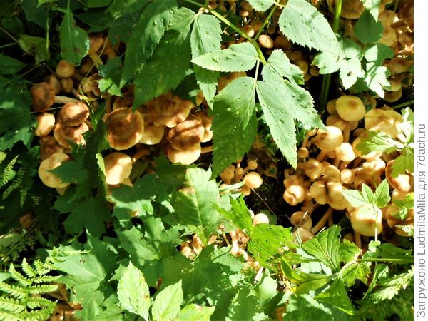 Под листьями