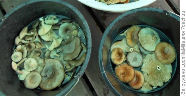 Серенькие и волнушки