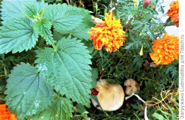 В бархатцах на клумбе