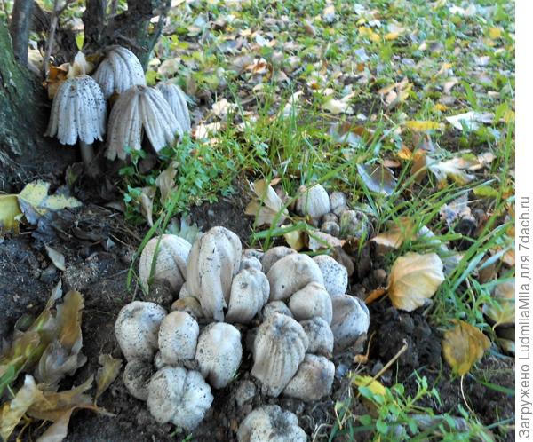 Нашествие))))