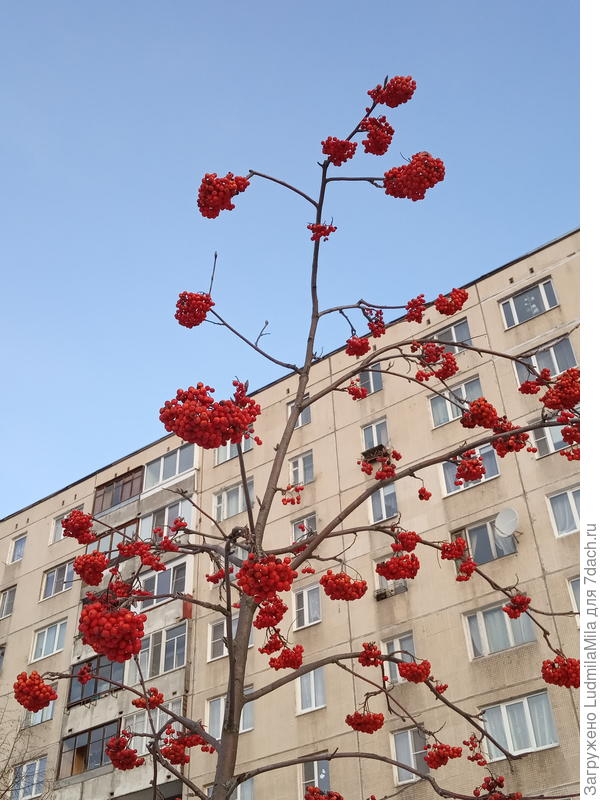 Рябина во всей красе