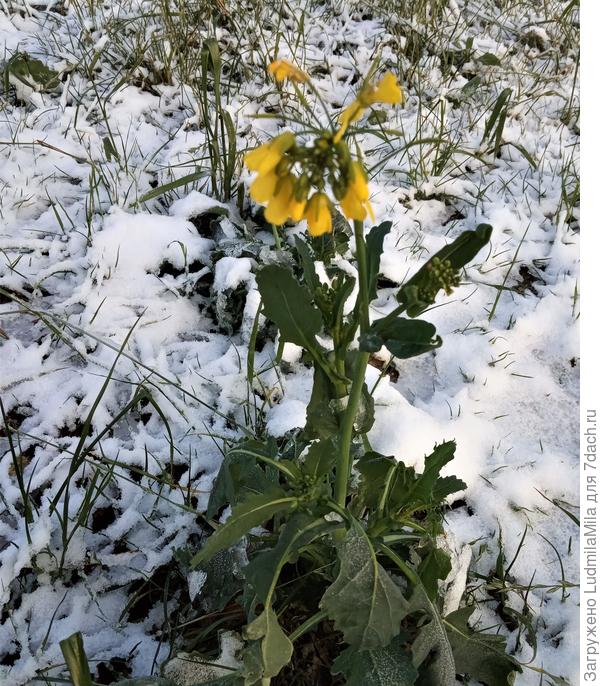 Подмерз,но не сдался