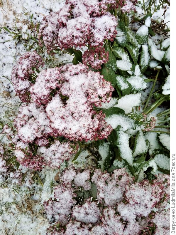 Очиток припорошило