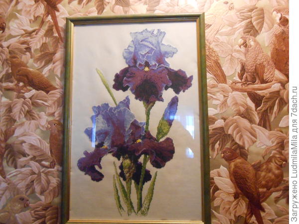 Ирисы большие...