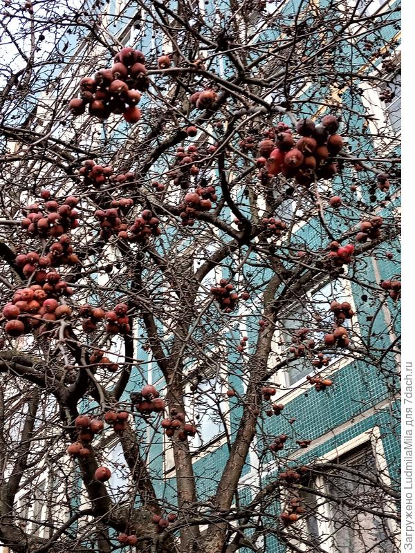 Еще яблочки