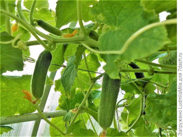 Огурцы в июле