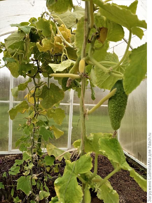 Последние октябрьские....