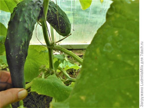 А этот на завтрак курочкам