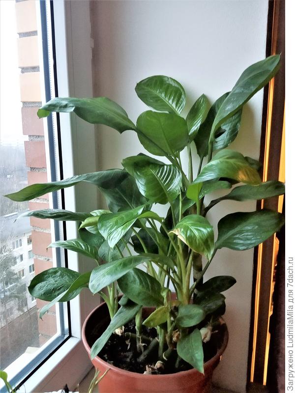 У меня вот так